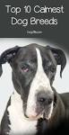Calm and Lazy Dog Breeds to Curl Up on the Sofa With | Purina
