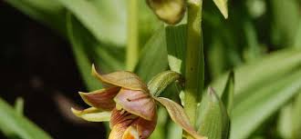 Our database entry for stream orchid (epipactis gigantea 'serpentine night') is currently incomplete, sorry. Species Orchid Epipactis Giant Helleborine Giant Stream Orchid Epipactis Gigantea