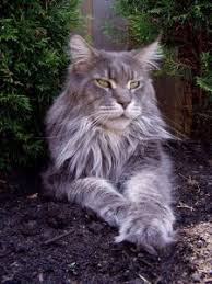 So if he's not chubby, he's a big kitten for his age Maine Coon Cat Weight At 6 Months Best Cat Wallpaper