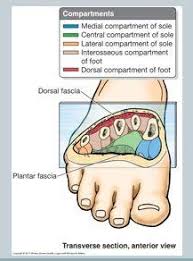 We did not find results for: Compartment Syndrome Of The Foot Physiopedia