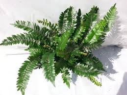 Image result for Pellaea