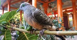 Biasanya, ukuran kepala ini menandakan bahwa otaknya juga besar dan pintar. Memilih Katuranggan Perkutut Bagus Dan Datangkan Keberuntungan Liputan Indonesia