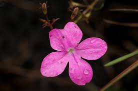 Image result for Cycnium tubulosum