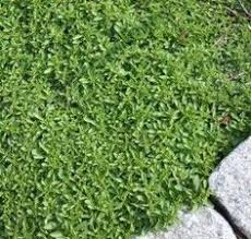 Many gardeners prefer to remove them after the flowers fade for aesthetic reasons. 200 Best Fast Growing Ground Covers For Pacific Northwest Ideas In 2021 Ground Cover Plants Planting Flowers