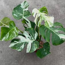 Image result for Selago albomarginata