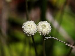 Image result for Syngonanthus welwitschii