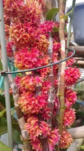 Dendrobium X Usitae Beautiful Flowers Dendrobium Orchids Orchid Photography