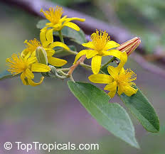 Image result for Grewia microthyrsa