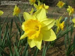 Daffodil Large Cupped Carlton Rhizome Fall Plants Daffodils