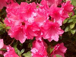 Pin By Promise T Schaubhut On Mountains Of The Lord Tennessee Some Photos By Promise Tammy Schaubhut Bloom Azaleas Rhododendron