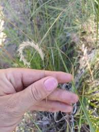 Image result for Elionurus