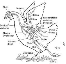 There are 206 bones in the body which make up the skeleton. The Skeleton Of A Chicken Dummies