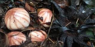 Artikel berikut ini akan membahas tanaman langka kantong semar, tanaman langka bunga bangkai tahukah anda bahwa ada begitu banyak tanaman langka asli indonesia yang hampir punah? Puluhan Bunga Langka Ditemukan Di Area Danau Maninjau Sumbar Merdeka Com
