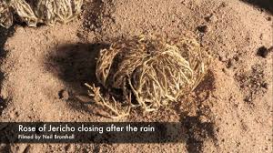 There are actually two plants called rose of jericho. Life Cycle Rose Of Jericho Resurrection Plant Time Lapse Youtube
