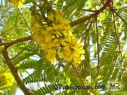 Image result for Peltophorum africanum