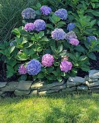 Most dead branches can be found at the base of the plant. How To Put Your Hydrangeas To Bed For Winter Your Modern Cottage