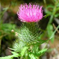 How to choose a biologic. Bull Thistle Northern Arizona Invasive Plants
