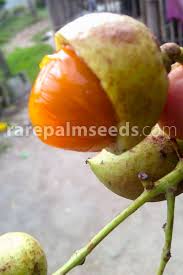 Image result for Englerophytum natalense