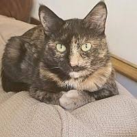 Maybe you would like to learn more about one of these? Marlton Nj Domestic Shorthair Meet Jojo A Pet For Adoption Pet Adoption Pets Cats