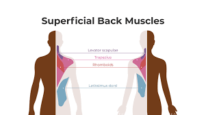 Find out which back muscles are behind your back pain… and most importantly. Muscles Of The Upper Back Upright Posture Training Device