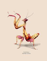 Orchid Mantis Orchid Mantis Mantis Tattoo Praying Mantis