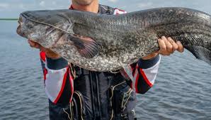 How to catch an online catfish. Have You Caught A Catfish Online Dating Can Be Deceptive