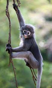 Dusky Leaf Monkey Trachypithecus Obscurus About Animals Animals Wild Animal Wallpaper Monkeys Funny