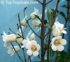 Image result for Rothmannia globosa