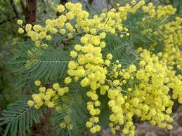 Acacia Dealbata Silver Wattle Is A Fast Growing Evergreen Tree Or Shrub Growing Up To 100 Feet 30 M Tall The Leave Plants Planting Flowers Trees To Plant