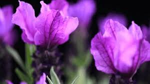 303 Watercolors Lavender Stock Video Footage