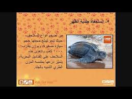 بيتس جوت ويب تقدم لكم أنواع السلاحف Petsgotweb Pets Wedding