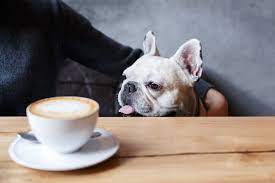 These folks love to brag about drinking black coffee. Dogs Drinking Coffee A Habit Your Dog Should Give Up Ollie Blog