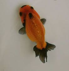 Een goudvis houdt je het best in een aquarium of bokaal. Pin Op Dieren