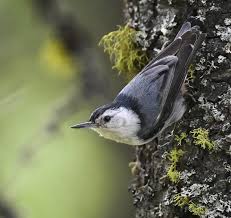 Image result for Lintonia nutans