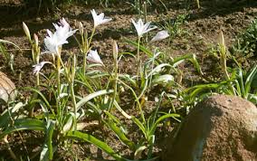 Image result for Crinum paludosum