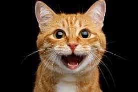 This interesting fact about cats is guaranteed to wow at your next dinner party. 20 Cat Facts That Ll Blow Your Kitty Crazed Mind