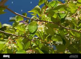 Image result for Alangium chinense