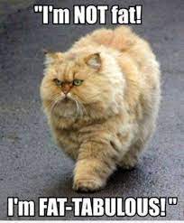 Theres always one who ruins the photo funny memes animals cats jokes story meme lol funny quote funny quotes funny sayings joke hilarious humor stories animal memes. Fat Animal Memes Clean Viral Memes