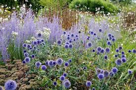 Blue Plant Combination Echinops And Perovskia At Wisley Plants Dry Garden Prairie Garden