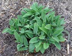 Check spelling or type a new query. Comfrey Bocking 14 Edible Acres