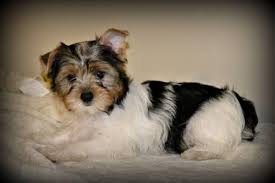 All of which are full blood registered yorkie's. Parti Yorkies Pets And Animals For Sale Indiana