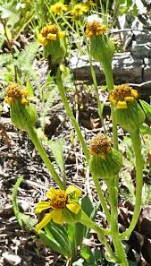 Image result for Senecio viminalis
