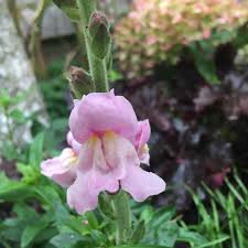 We did not find results for: Antirrhinum Majus Appleblossom Snapdragon Appleblossom In Gardentags Plant Encyclopedia