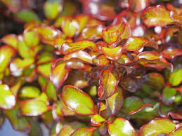 Image result for Coptosperma zygoon