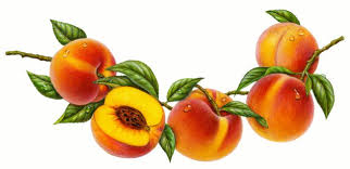 Andre Aciman Cameo Call Me By Your Name 38 It Was Fruitful Being An Illustrator With Images Fruit Illustration Peach Art