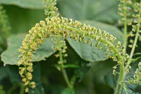 Wer eine entsprechende allergie hat, ist bereits bei geringer pollenbelastung betroffen. Ragweed Erkennen