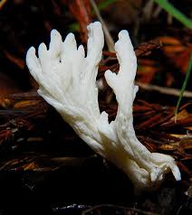 Image result for Clavulina cinerea