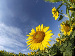 Poppies do not transplant well, so you'll need to buy your own seeds rather than purchasing sprouted seedlings. How To Harvest Sunflower Seeds North Texas Vegetable Gardeners Blog
