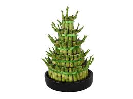Bamboo plants in honolulu on yp.com. Lucky Bamboo Evergreen Plants Dubai Garden Centre