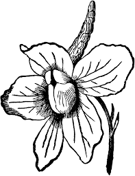 Larkspur Clipart Etc Download larkspur images and photos. larkspur clipart etc